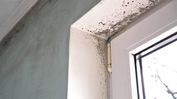Best Industrial Mold Remediation  in Fair Haven, NJ
