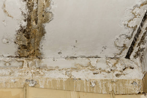 Best Emergency Mold Remediation  in Fair Haven, NJ