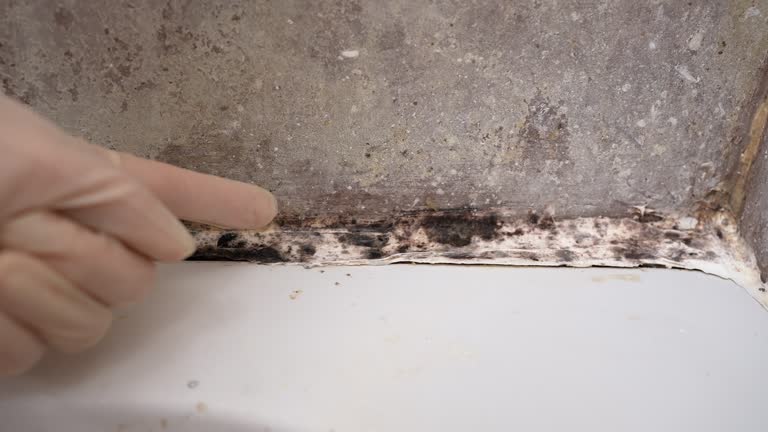 Best Mold Odor Removal Services  in Fair Haven, NJ