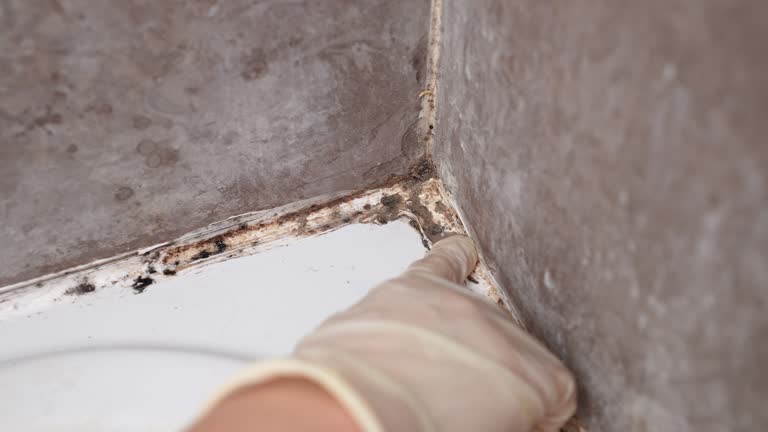 Best Crawl Space Mold Remediation  in Fair Haven, NJ